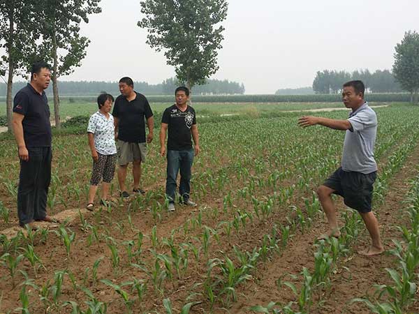 甜高梁牧草畝產多少噸