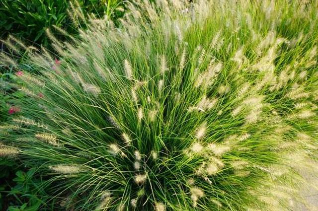 湖南適合種植什么牧草
