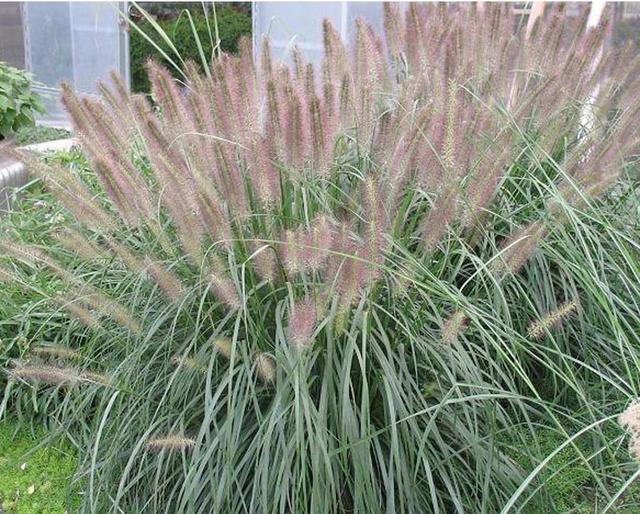 湖南適合種植什么牧草