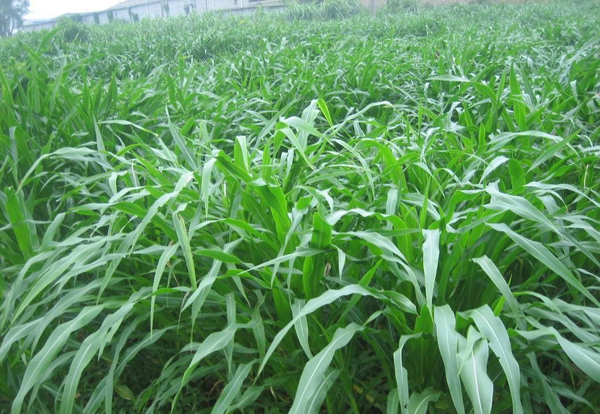 山東種什么牧草產量高 山東種什么牧草產量高