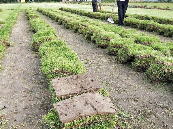 中華結(jié)縷草圖片