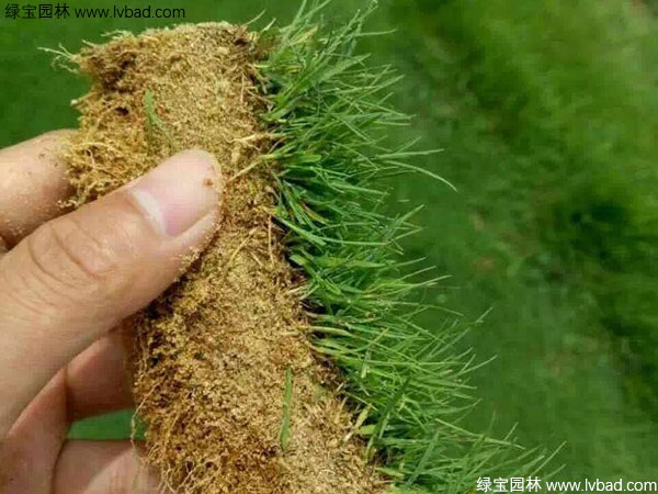 1627221759362702.jpg image.jpg