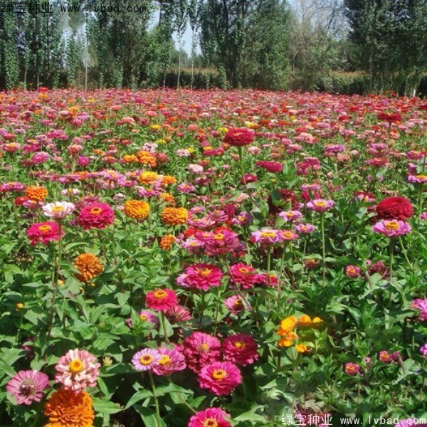 1627224943815141.jpg image.jpg