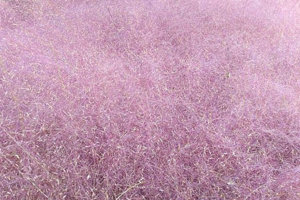 1627225492145286.jpg image.jpg