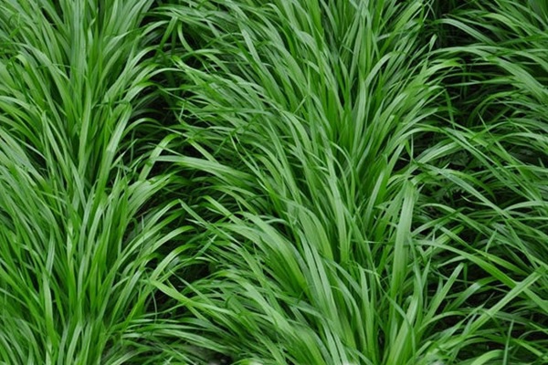 果嶺草和黑麥草的區別