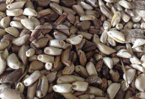 1627275140517882.jpg image.jpg