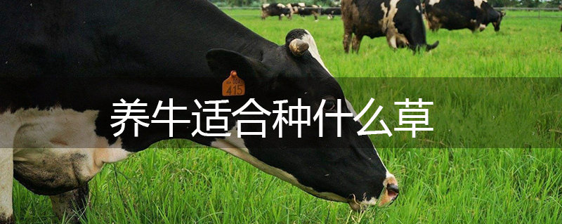 養牛適合種什么草