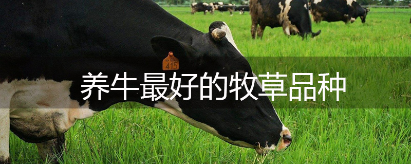 養(yǎng)牛最好的牧草品種