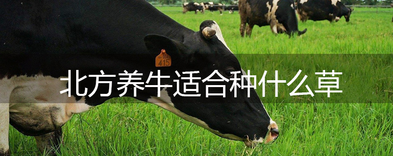 北方養(yǎng)牛適合種什么草