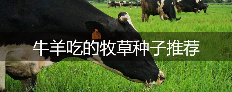 牛羊吃的牧草種子推薦