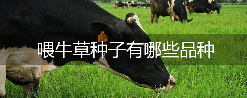 喂牛草種子有哪些品種