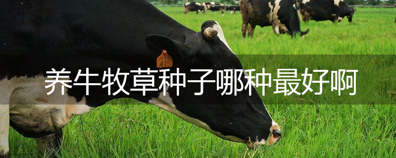 養牛牧草種子哪種最好啊