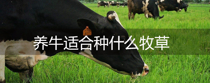 養(yǎng)牛適合種什么牧草