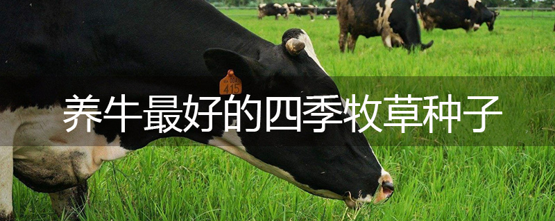 養(yǎng)牛最好的四季牧草種子