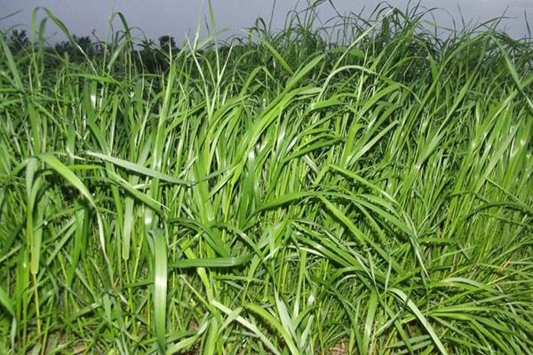 1627367275745178.jpg image.jpg