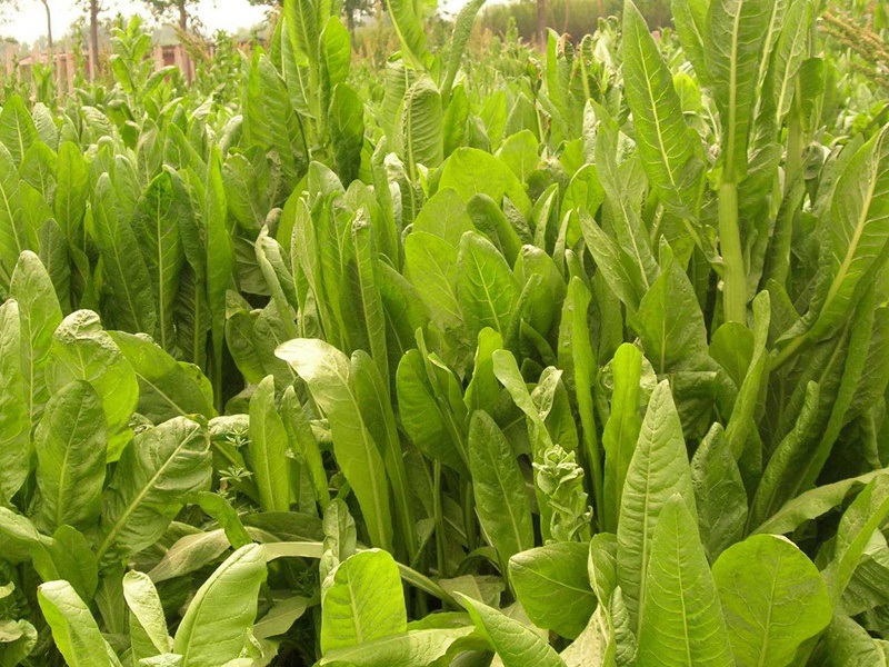 1627370106937565.jpg image.jpg