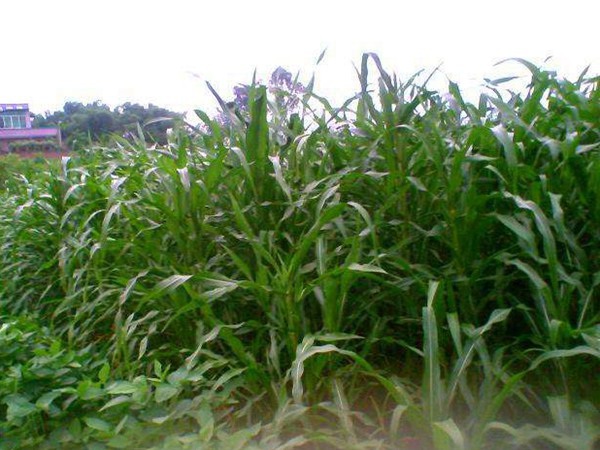 1627371077820858.jpg image.jpg