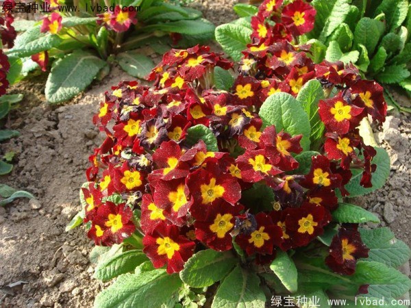 1627376477940433.jpg image.jpg