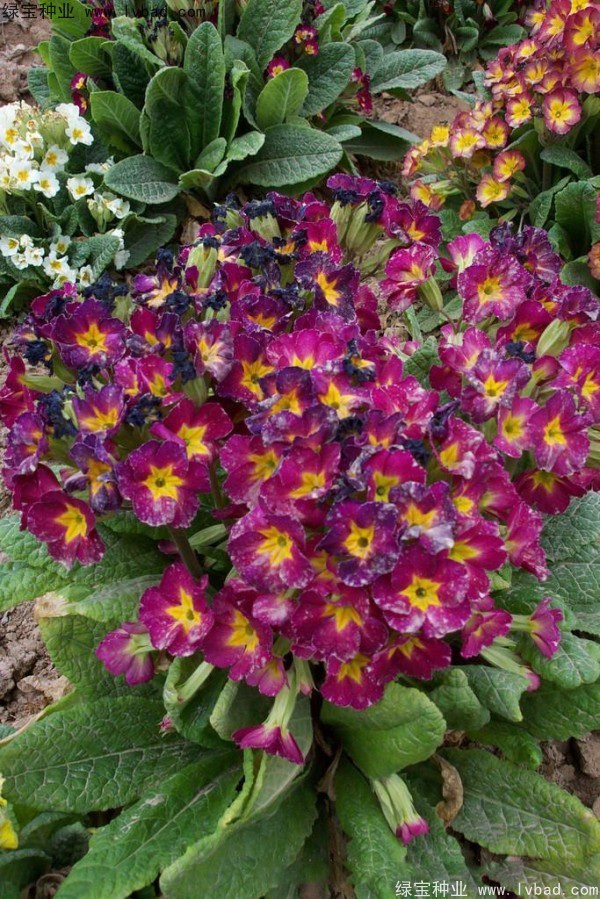 1627376489403470.jpg image.jpg