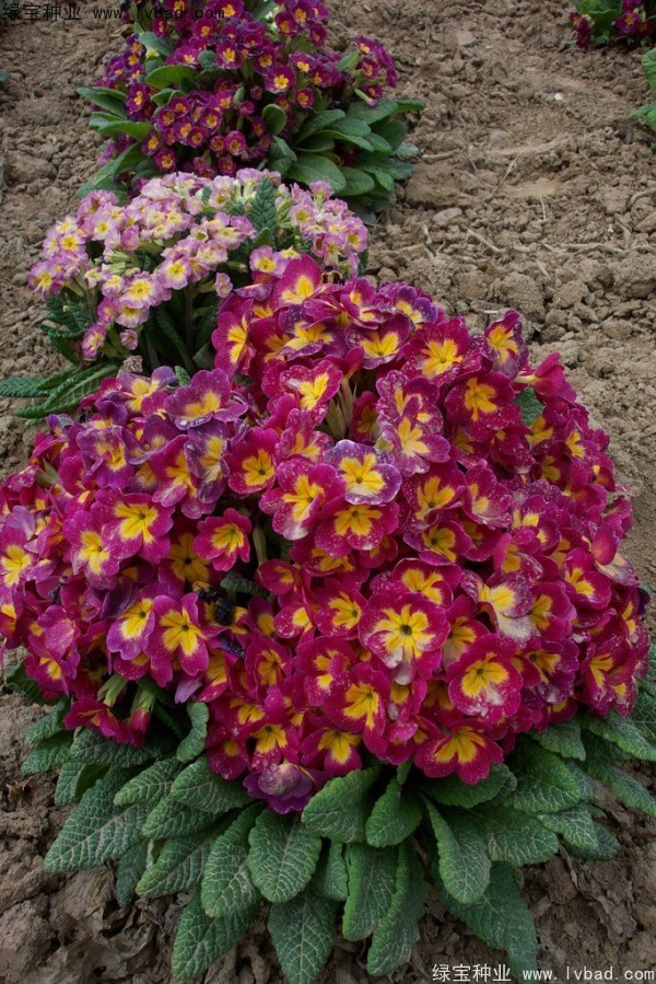 1627376498737120.jpg image.jpg