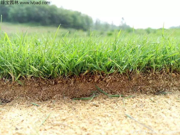 1627376801147983.jpg image.jpg