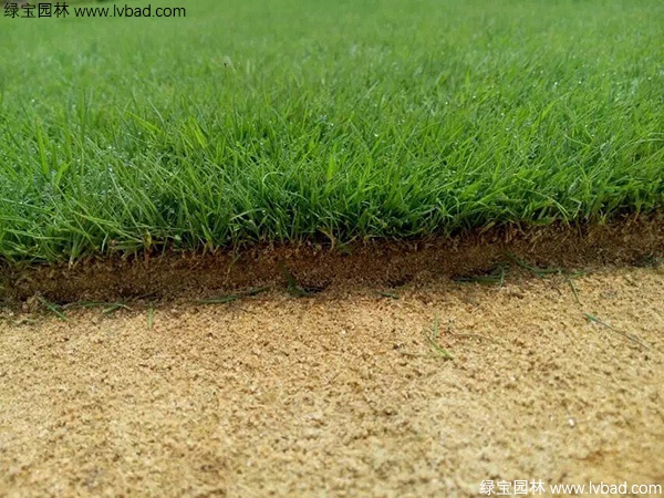 1627376813269394.jpg image.jpg