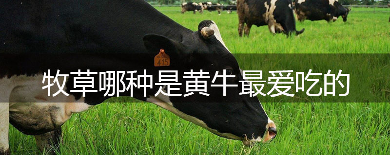 牧草哪種是黃牛最愛吃的