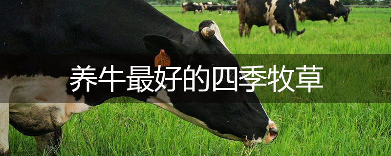 養牛最好的四季牧草