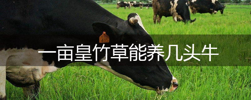 一畝皇竹草能養(yǎng)幾頭牛
