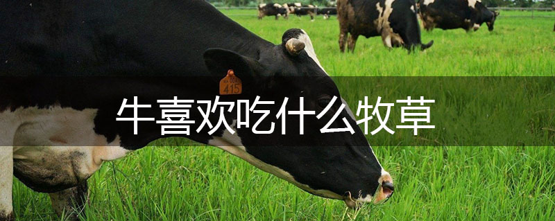 牛喜歡吃什么牧草