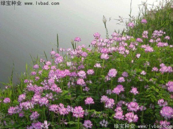 1627379616626865.jpg image.jpg