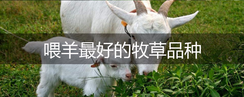 喂羊最好的牧草品種