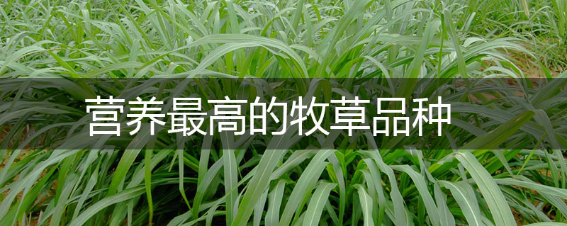 營養最高的牧草品種 營養最高的牧草品種