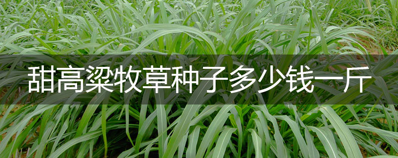甜高粱牧草種子多少錢一斤