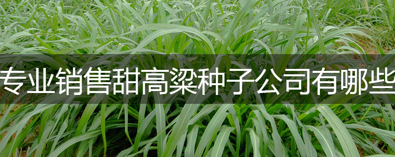 專業銷售甜高粱種子公司有哪些
