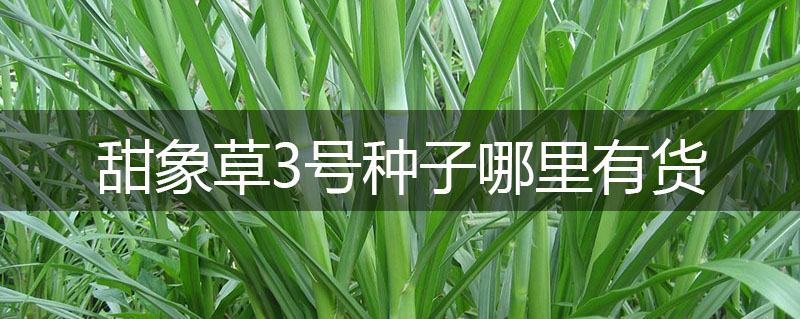 甜象草3號(hào)種子哪里有貨