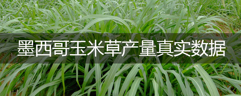 墨西哥玉米草產量真實數據是多少
