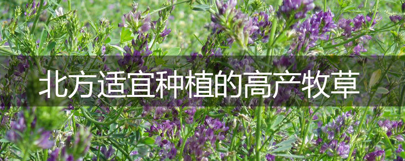北方適宜種植的高產(chǎn)牧草 北方適宜種植的高產(chǎn)牧草