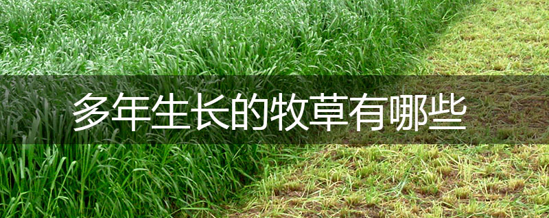 多年生長的牧草有哪些