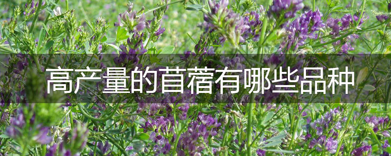 高產量的苜蓿有哪些品種