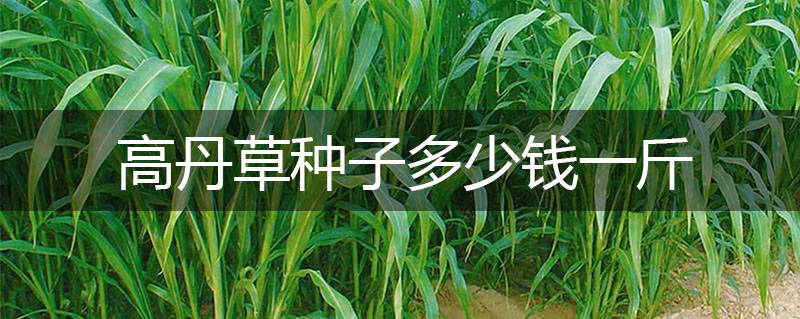 高丹草種子多少錢一斤