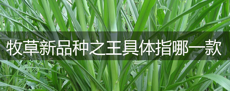 牧草新品種之王具體指哪一款？