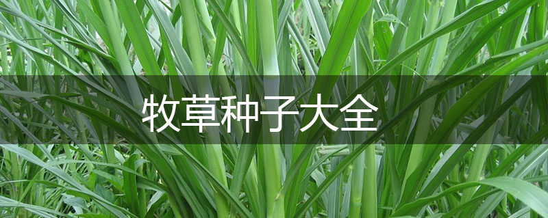 牧草種子大全