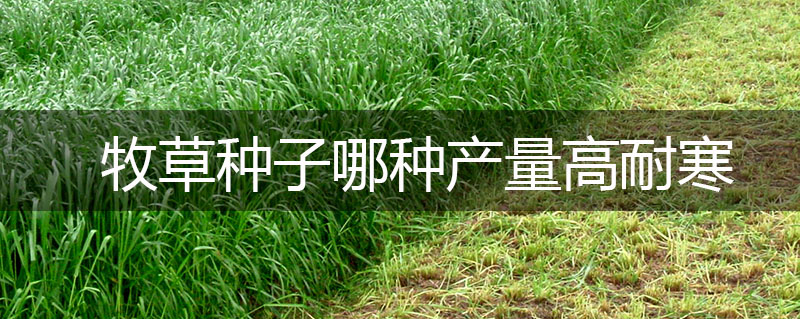 牧草種子哪種產量高耐寒