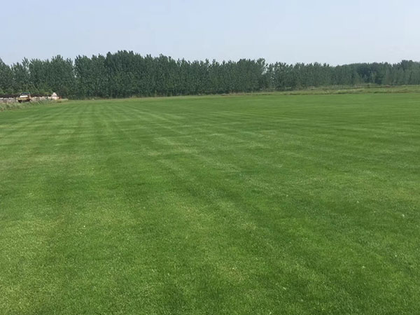 天堂草草坪圖片 天堂草草坪圖片