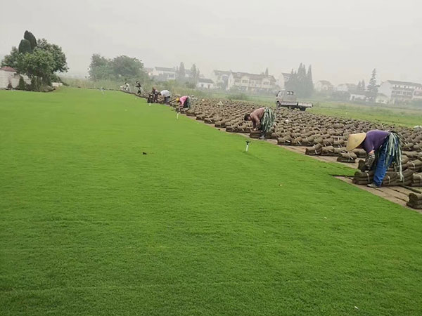 天堂草草坪圖片 天堂草草坪圖片