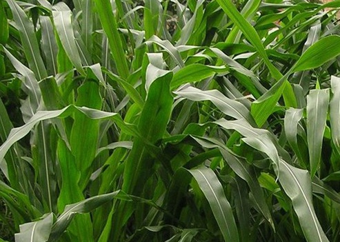 1627519478453139.jpg image.jpg