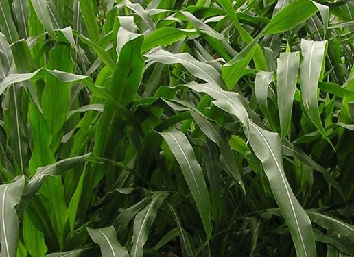 1627519751360008.jpg image.jpg