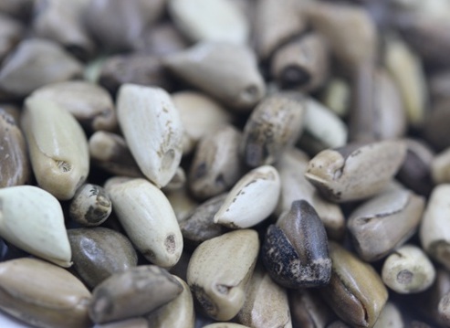 1627522951112372.jpg image.jpg