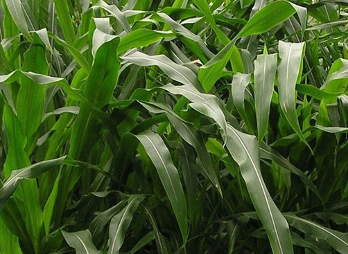 1627522958915023.jpg image.jpg